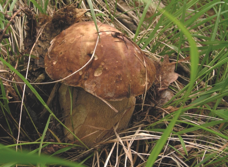 Boleti trentini, chi soffre d''invidia o siccit� non guardi